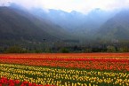 Srinagar-Kashmir 7 Days Tour Package